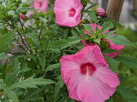 芙蓉草種植|芙蓉(フヨウ)の育て方｜花の特徴は？水やりや肥料の 